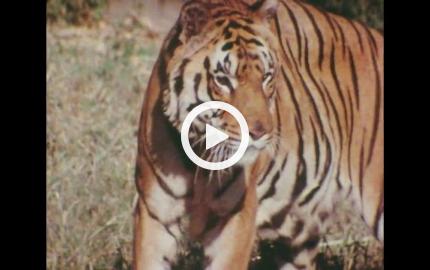 L'opera selvaggia - Karnataka, il cuore musicista