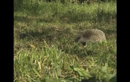 I monti Sabatini il dono del vulcano