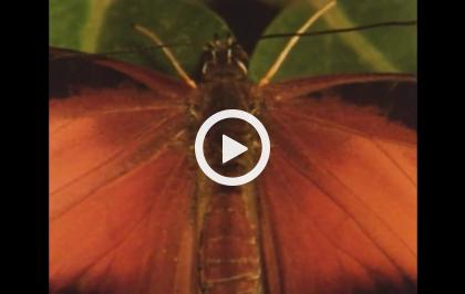 Bellezza selvaggia - Farfalle ed altri insetti