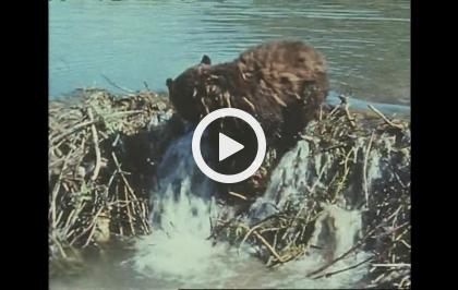 Bellezza selvaggia - Salmoni e castori dell'Alaska
