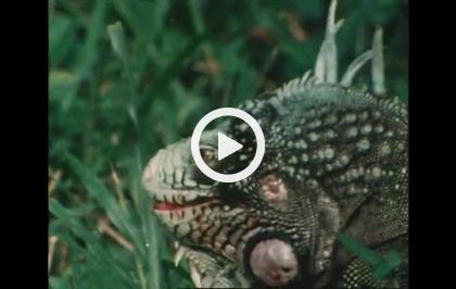 Bellezza selvaggia - I favolosi animali degli Incas