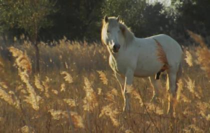 Cavalli della Camargue