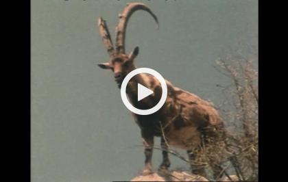 Bellezza selvaggia - Animali senza frontiere