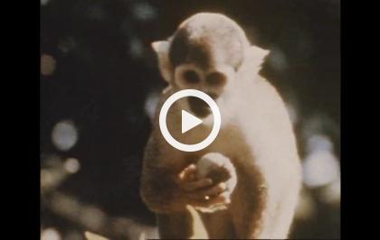 Bellezza selvaggia - Le scimmie dell'Amazzonia