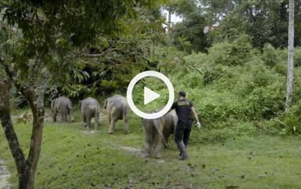 Asia, vite segrete, luoghi nascosti - Gli elefanti selvaggi del Borneo (lunga)
