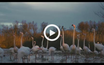 I guardiani della Camargue