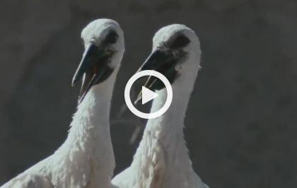 Europa selvaggia - I pendolari del Mediterraneo