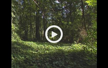 Gli alberi - Gli arboreti di Vallombrosa