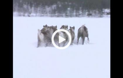 Alla scoperta della natura - Inverno svedese