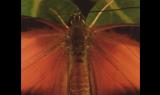 Bellezza selvaggia - Farfalle ed altri insetti