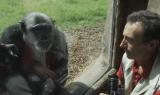 PASSIONE BIOPARCO - Scimpanzé