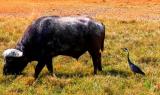 Il bufalo e l'airone - lunga
