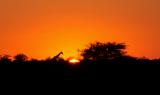 Una giraffa al tramonto