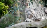 #LoveEarth - Leopardo delle nevi